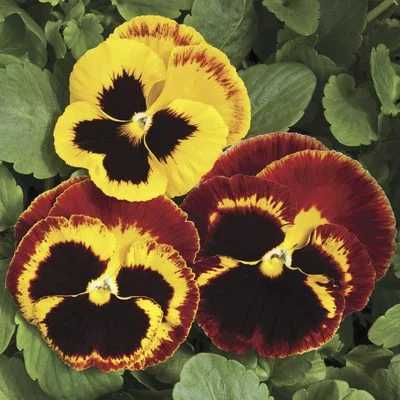 Pansy Colossus All Colors fire surprise