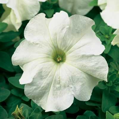 Petunia  Tritunia White