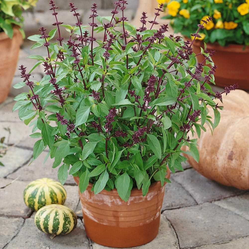 Herb. Basil Thai- Albahaca tailandeza