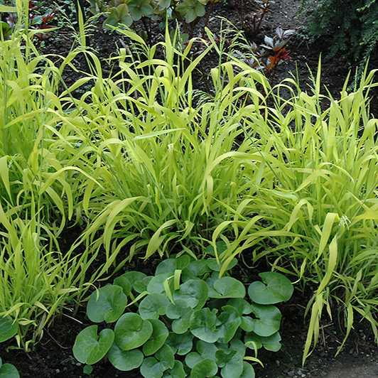 Grass Milium Effusum Aureum